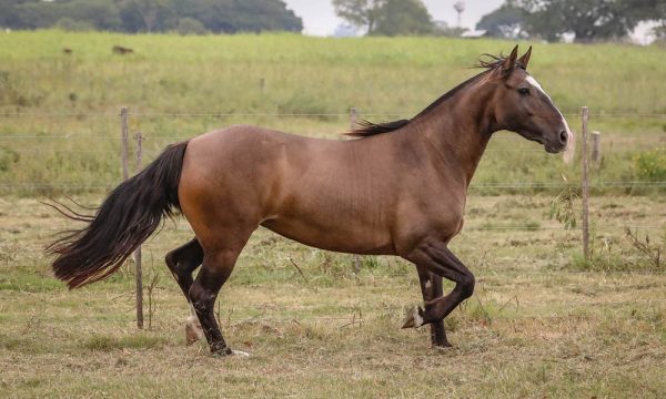 LOTE 01 - RP 234 ACAHATA YATAITY CALLERA