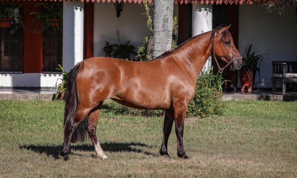 LOTE 02 - RP 292 ACAHATA MARIA VA