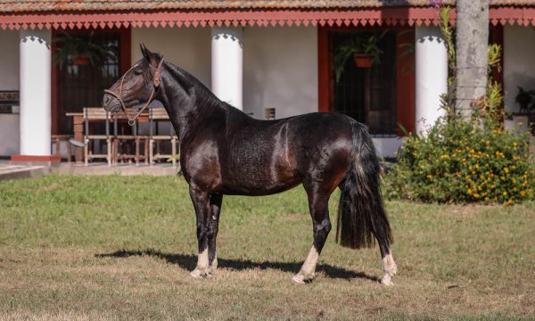LOTE 03 - RP 326 ACAHATA NENA COQUETA