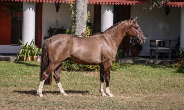 LOTE 05 - RP 347 ACAHATA REQUECHON