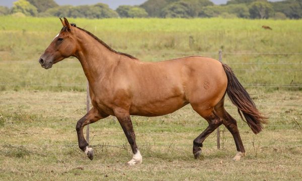 LOTE 06 - RP 8 ACAHATA LA GUAINA