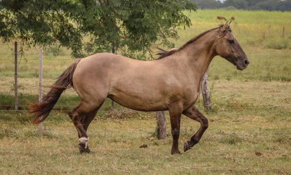 LOTE 07 - RP 18 ACAHATA LA GITANA