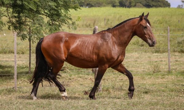 LOTE 08 - RP 81 ACAHATA ENTERRRIANA