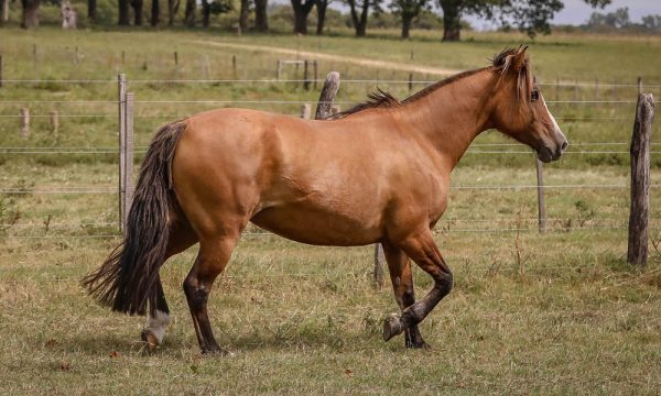 LOTE 09 - RP 93 ACAHATA GAUCHITA