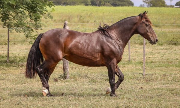 LOTE 10 - RP 95 ACAHATA ROSA MONTE