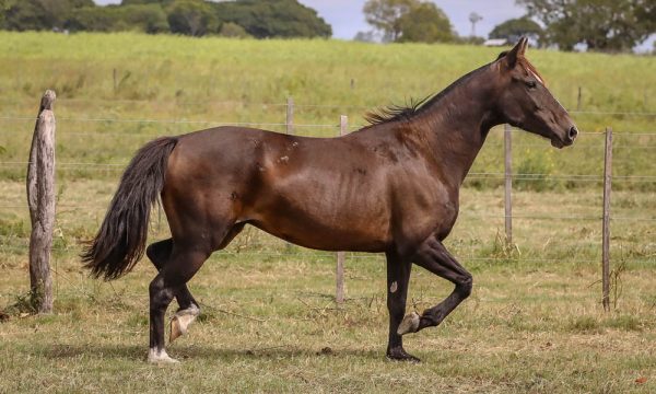 LOTE 11 - RP 130 ACAHATA OSTENTOSA