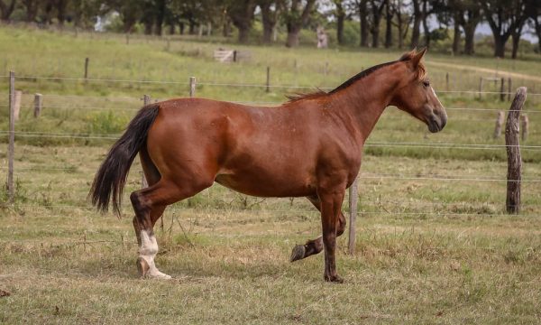 LOTE 12 - RP 146 ACAHATA LUNA CAUTIVA