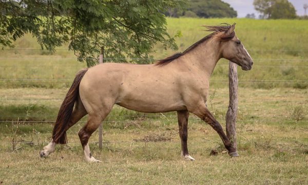 LOTE 13 - RP 178 ACAHATA LORA COQUETA
