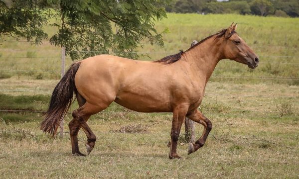 LOTE 14 - RP 205 ACAHATA MANZANILLA
