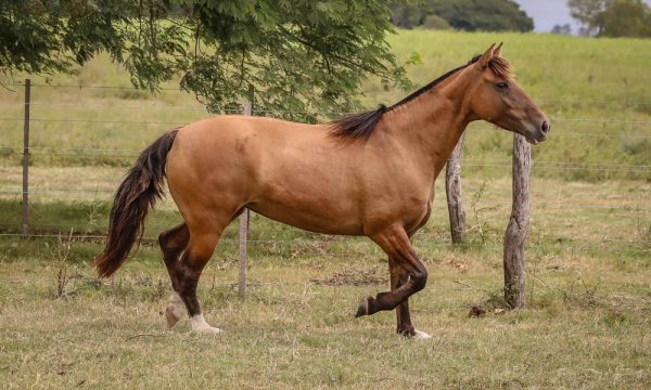 LOTE 15 - RP 231 ACAHATA LA CORTE COLI