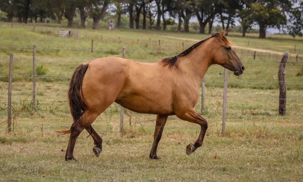 LOTE 16 - RP 279 ACAHATA MI BIEN AMADA