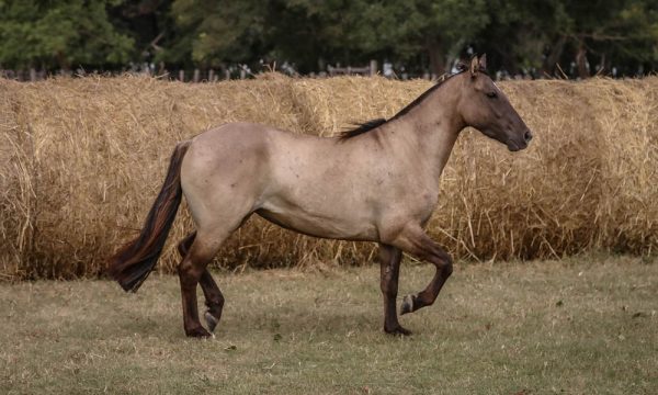 LOTE 17 - RP 286 ACAHATA CAA GUAZU