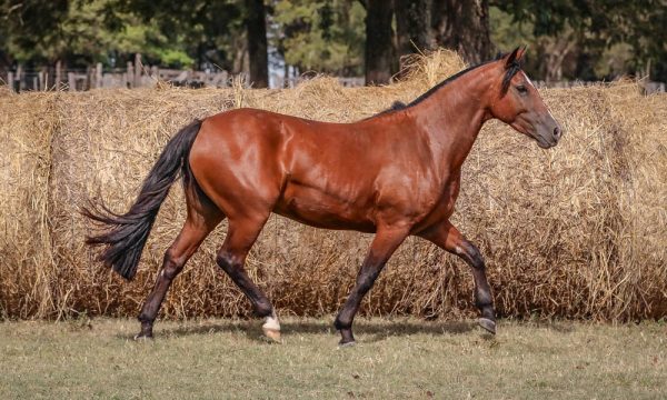 LOTE 18 - RP 294 ACAHATA ROSITA DE AGOSTO