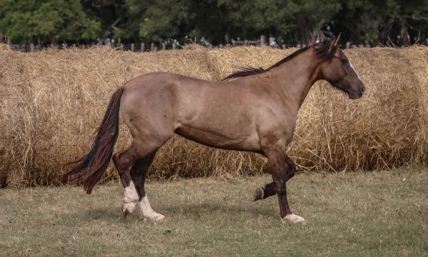 LOTE 19 - RP 296 ACAHATA CONSENTIDA