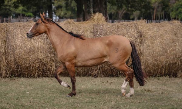 LOTE 20 - RP 301 ACAHATA PENA Y OLVIDO