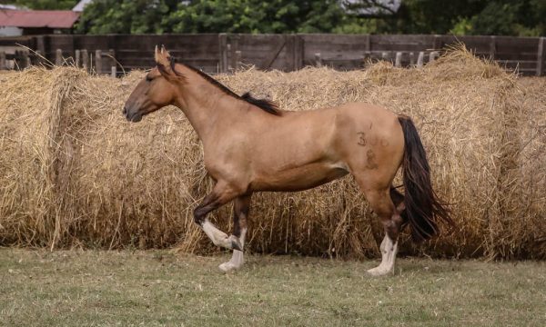 LOTE 21 - RP 306 ACAHATA ÑACANINA