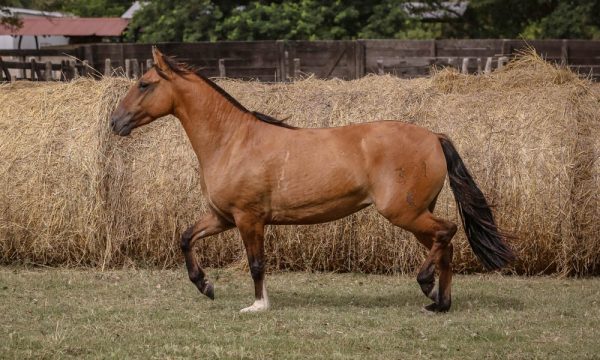 LOTE 22 - RP 321 ACAHATA LUNA DE ABRIL