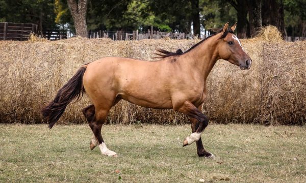 LOTE 23 - RP 325 ACAHATA SIETE HIGUERA