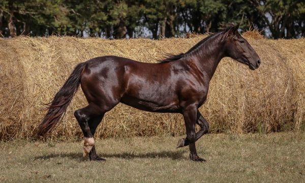 LOTE 24 - RP 331 ACAHATA ZUNILDA