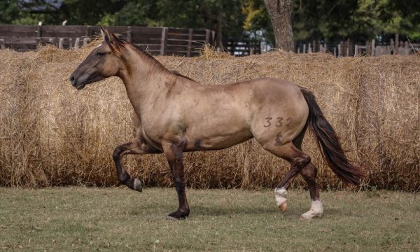LOTE 25 - RP 332 ACAHATA COMPAÑERA