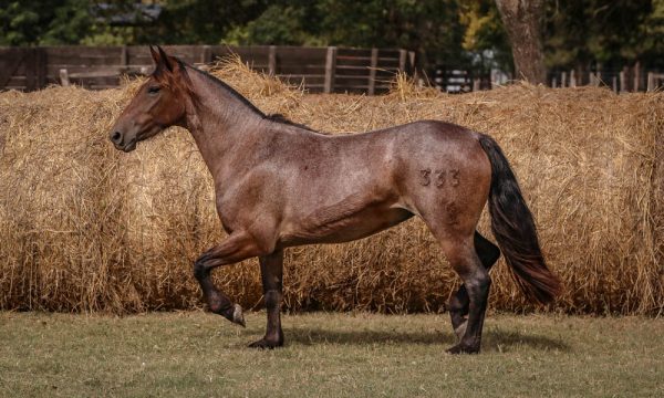 LOTE 26 - RP 333 ACAHATA COLACHA