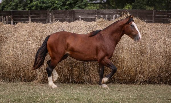 LOTE 27 - RP 270 ACAHATA PONCHO SORO