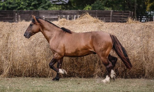 LOTE 28 - RP 289 ACAHATA AGUACERITO