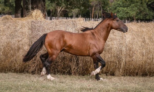 LOTE 29 - RP 330 ACAHATA NIÑO RUPA