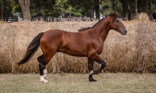 LOTE 30 - RP 334 ACAHATA ALTO VERDE