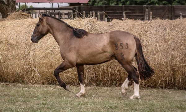 LOTE 31 - RP 353 ACAHATA GUAREKO