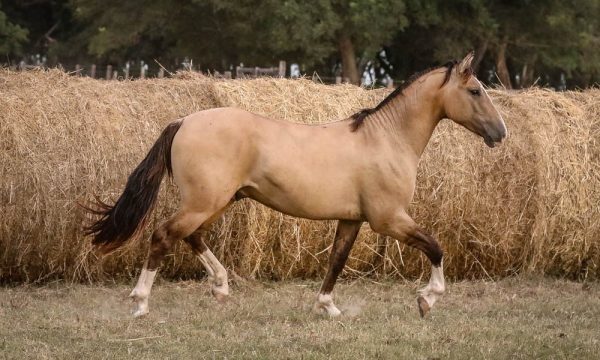 LOTE 32 - RP 357 ACAHATA MASCADA