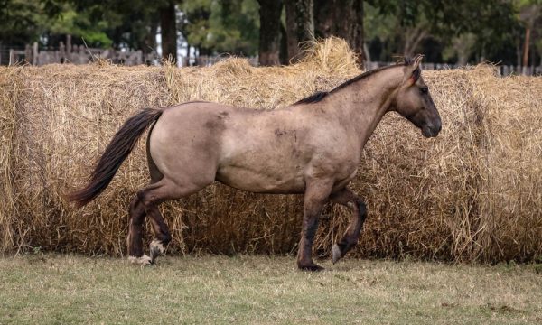 LOTE 33 - RP 145 ACAHATA TINTA ROJA