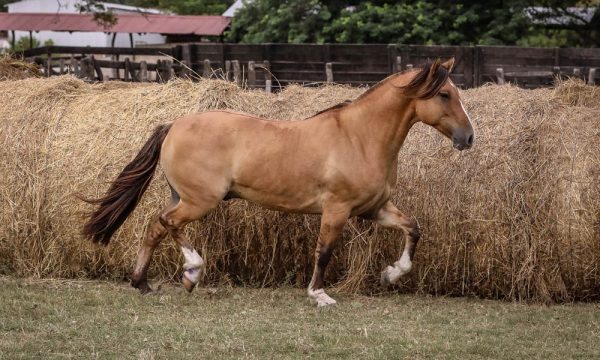 LOTE 34 - RP 245 ACAHATA MALEZALERO