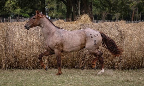 LOTE 35 - RP 263 ACAHATA ESPUELA RODAJA