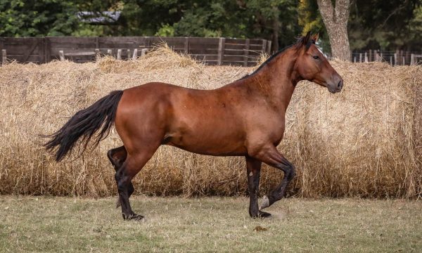 LOTE 36 - RP 268 ACAHATA CHAMIGO