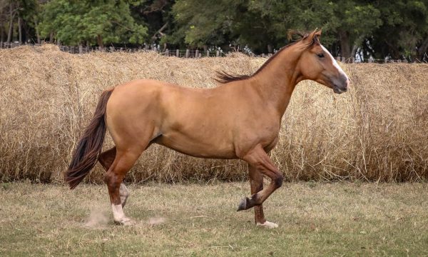 LOTE 37 - RP 269 ACAHATA PAYESERO