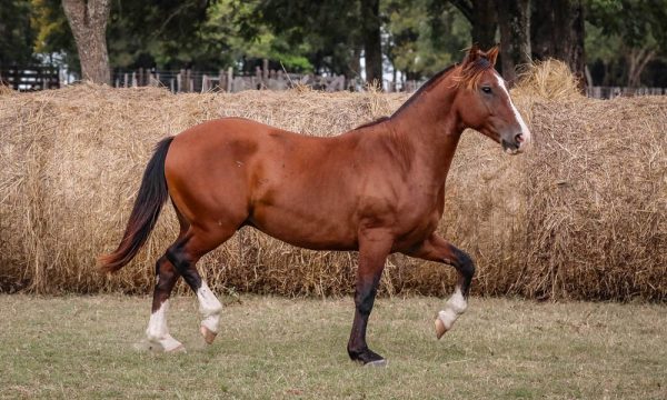 LOTE 38 - RP 273 ACAHATA REQUECHO