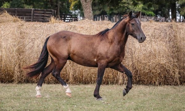 LOTE 39 - RP 284 ACAHATA ALMA GUARANI