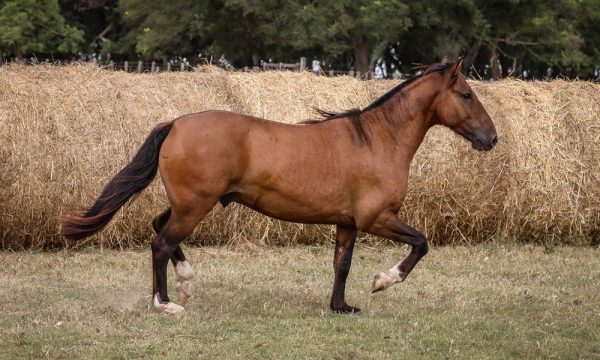 LOTE 40 - RP 297 ACAHATA CARAI MUSIQUERO