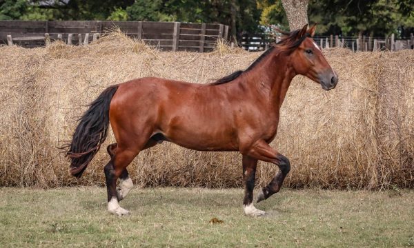 LOTE 41 - RP 303 ACAHATA CRUZ GIL