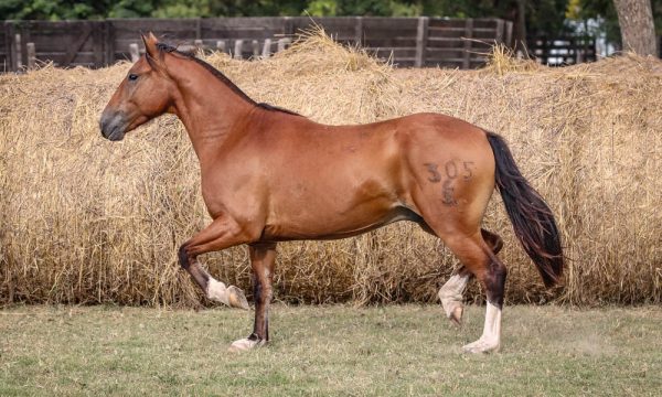 LOTE 42 - RP 305 ACAHATA LORO MALO