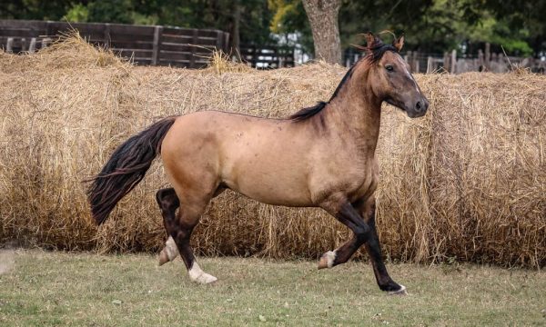 LOTE 43 - RP 318 ACAHATA PUNTA BATEL