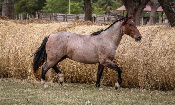 LOTE 44 - RP 329 ACAHATA FULANO