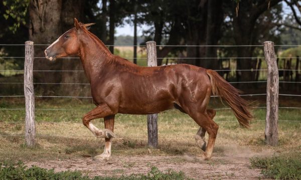 LOTE 45 - RP 271 ACAHATA METELE PLOMO