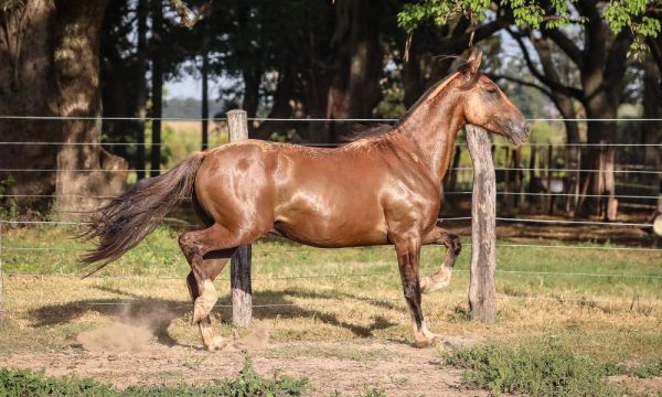 LOTE 46 - RP 304 ACAHATA GUAINERO