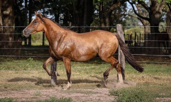 LOTE 47 - RP 309 ACAHATA EXTRANJERO