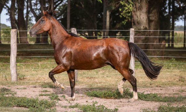 LOTE 48 - RP 317 ACAHATA MATADOR