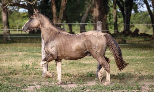 LOTE 49 - RP 336 ACAHATA MARISCADOR