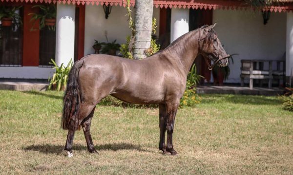 LOTE 04 - RP 341 ACAHATA CACHAVACHA